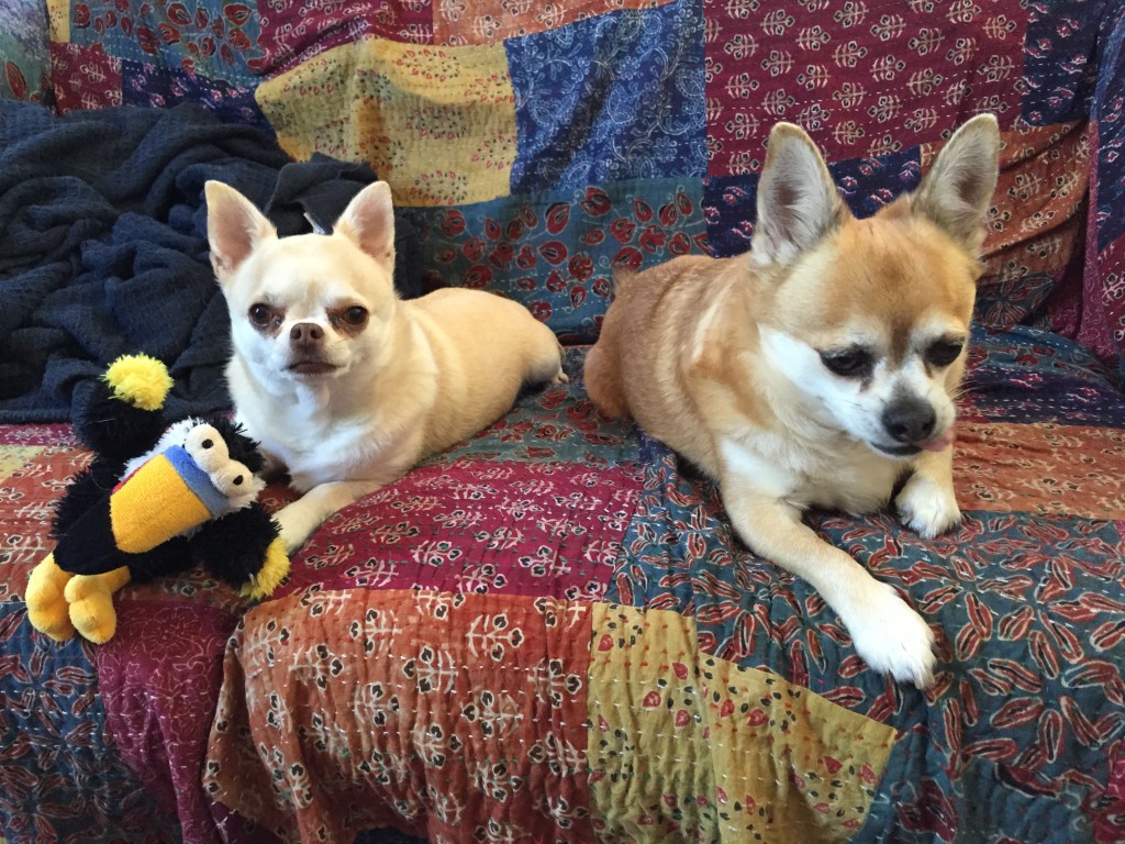 Two small dogs sitting on a couch with a stuffed toy toucan